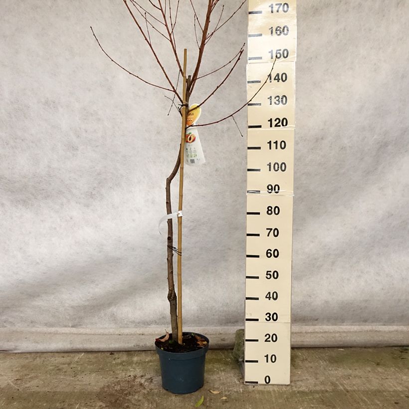 Spécimen de Pêcher Suncrest - Prunus persica Pot de 7,5L/10L, Demi-Tige tel que livré en automne