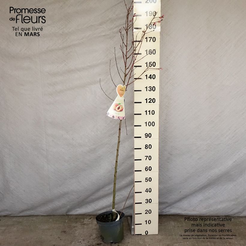 Spécimen de Pêcher Suncrest - Prunus persica Demi-tige en pot de 7,5l/10l tel que livré au printemps