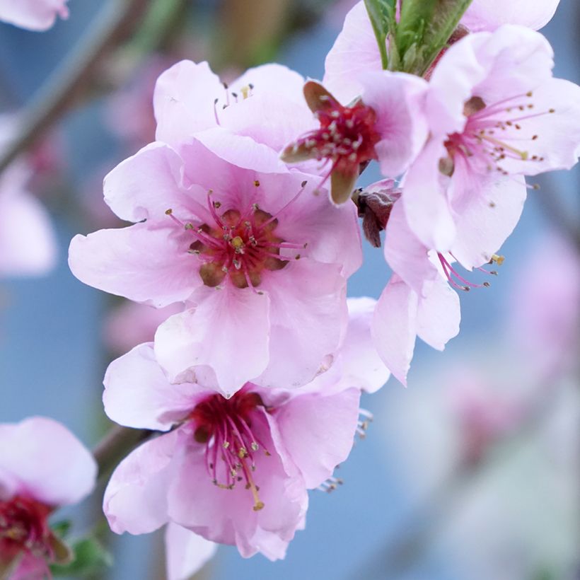 Pêcher Suncrest - Prunus persica (Floraison)