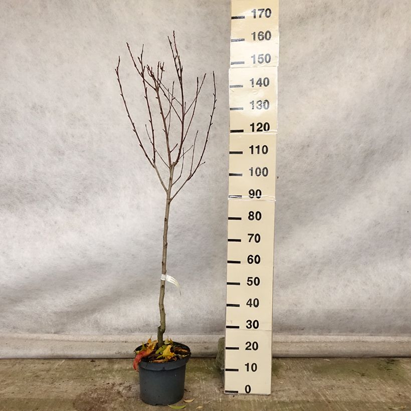 Spécimen de Pêcher Suncrest - Prunus persica Pot de 7,5L/10L, Gobelet tel que livré en automne