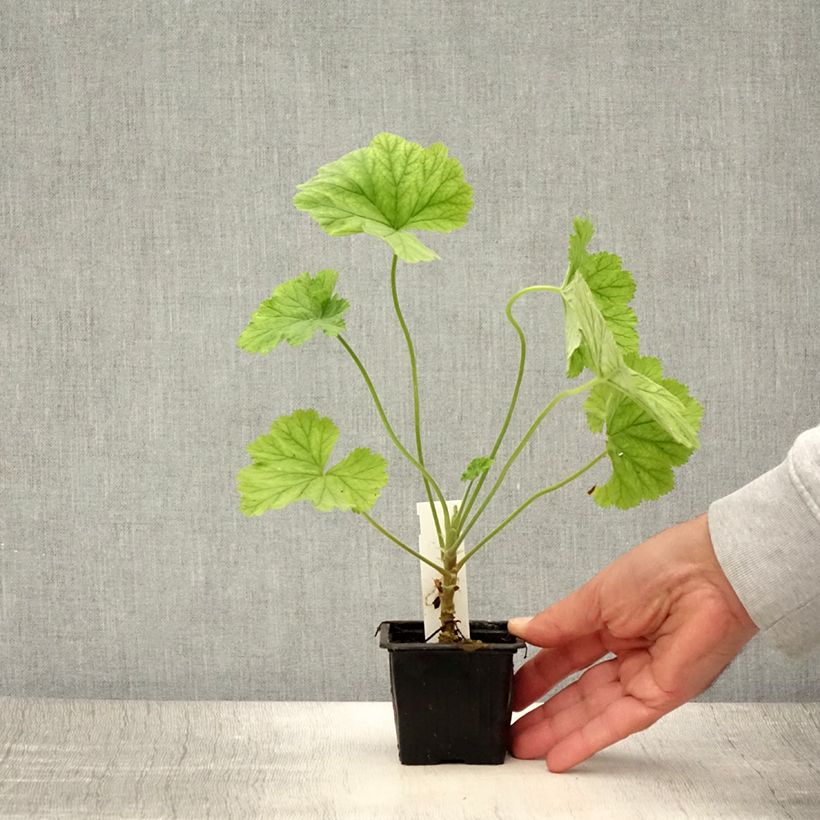 Spécimen de Pelargonium album - Géranium botanique parfumé Godet de 8/9 cm tel que livré en été