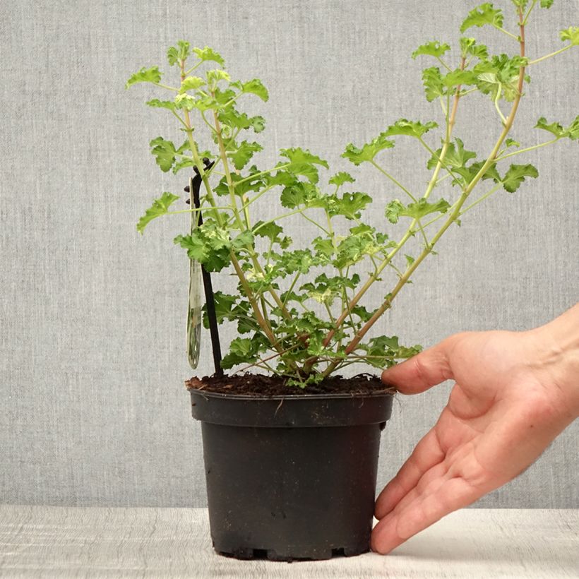 Spécimen de Pelargonium crispum Peach Cream - Géranium d'odeur panaché parfum pêche Pot de 1,5L/2L tel que livré en été