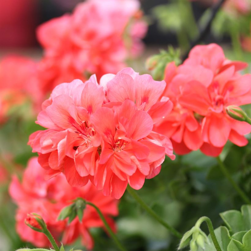 Pelargonium Double Apricot Salmon Orange - Géranium-lierre (Floraison)