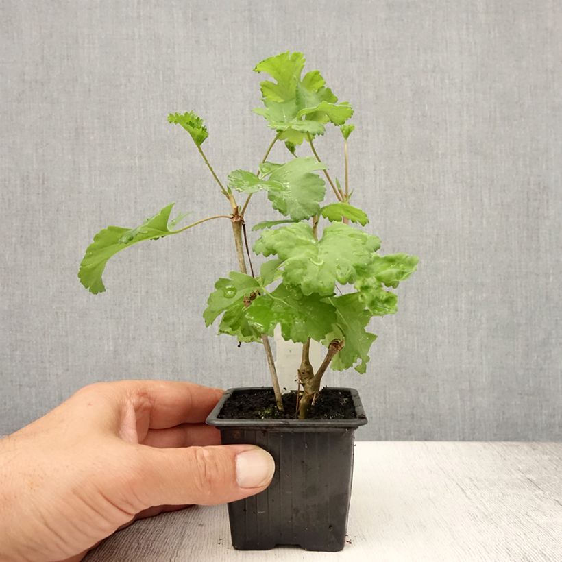 Spécimen de Pélargonium fantaisie Gibbosum - Pélargonium goutteux Godet de 7/8 cm tel que livré en été
