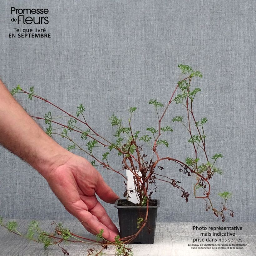 Spécimen de Pelargonium fruticosum - Géranium botanique odorant tel que livré en automne