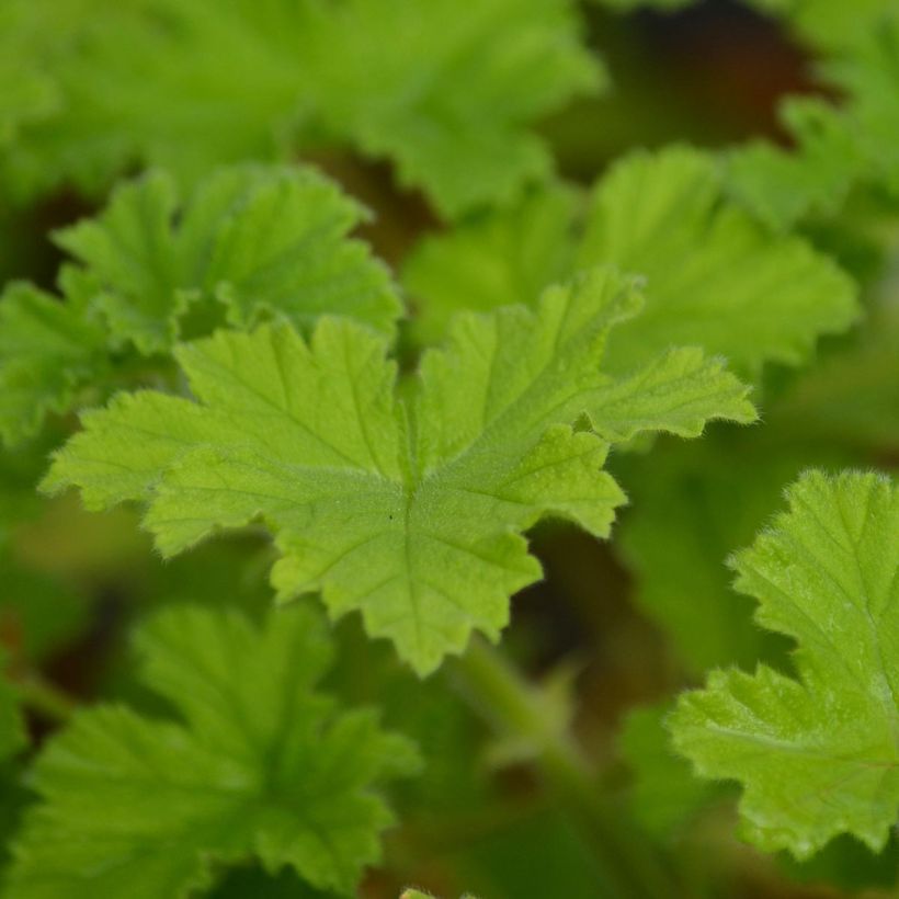 Pelargonium - Géranium parfumé Attar of Roses en pot (Feuillage)