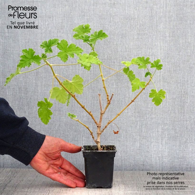Spécimen de Pelargonium - Géranium parfumé Attar of Roses en pot Godet de 7/8 cm tel que livré en automne