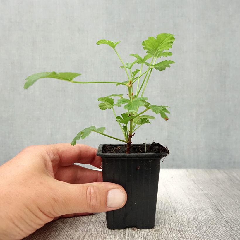 Spécimen de Pélargonium - Geranium parfumé Paton's Unique Godet de 7/8 cm tel que livré en été