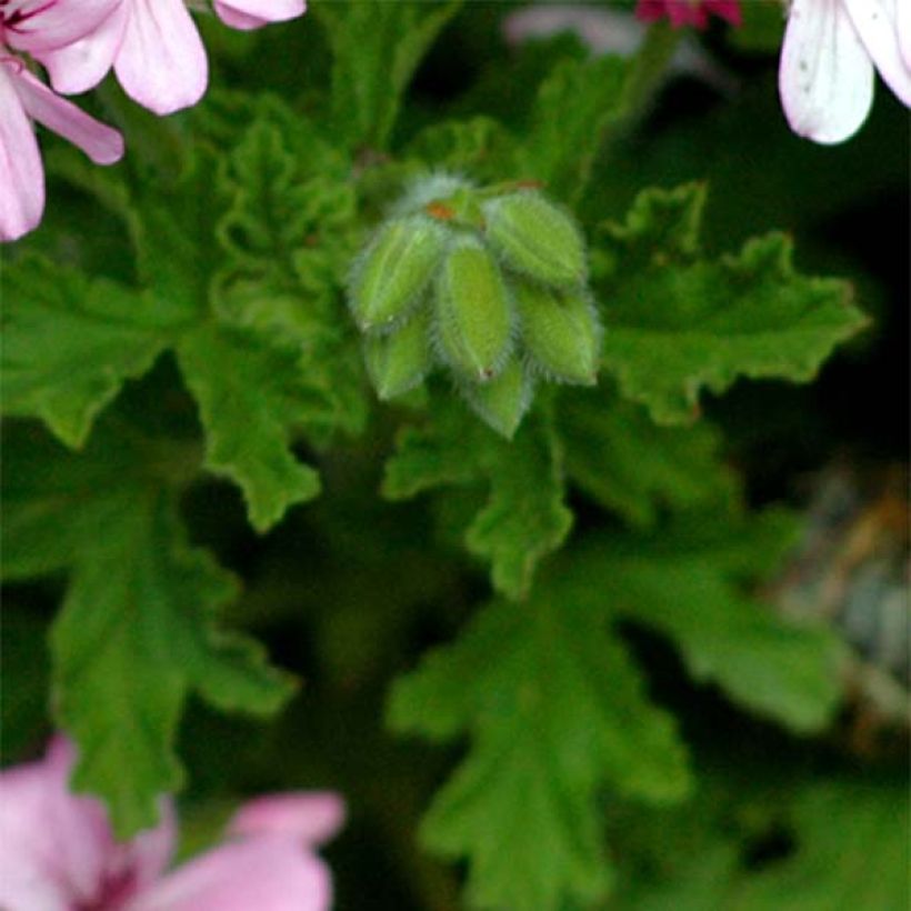 Pelargonium - Géranium parfumé graveolens (Feuillage)