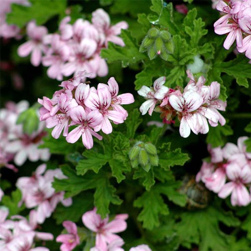 Pelargonium - Géranium parfumé graveolens (Floraison)