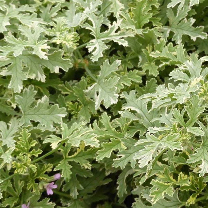 Pelargonium - Géranium parfumé Grey Lady Plymouth (Feuillage)
