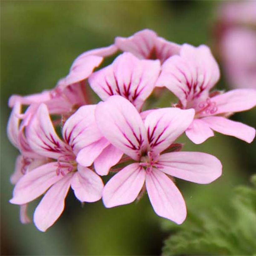 Pelargonium - Géranium parfumé Grey Lady Plymouth (Floraison)