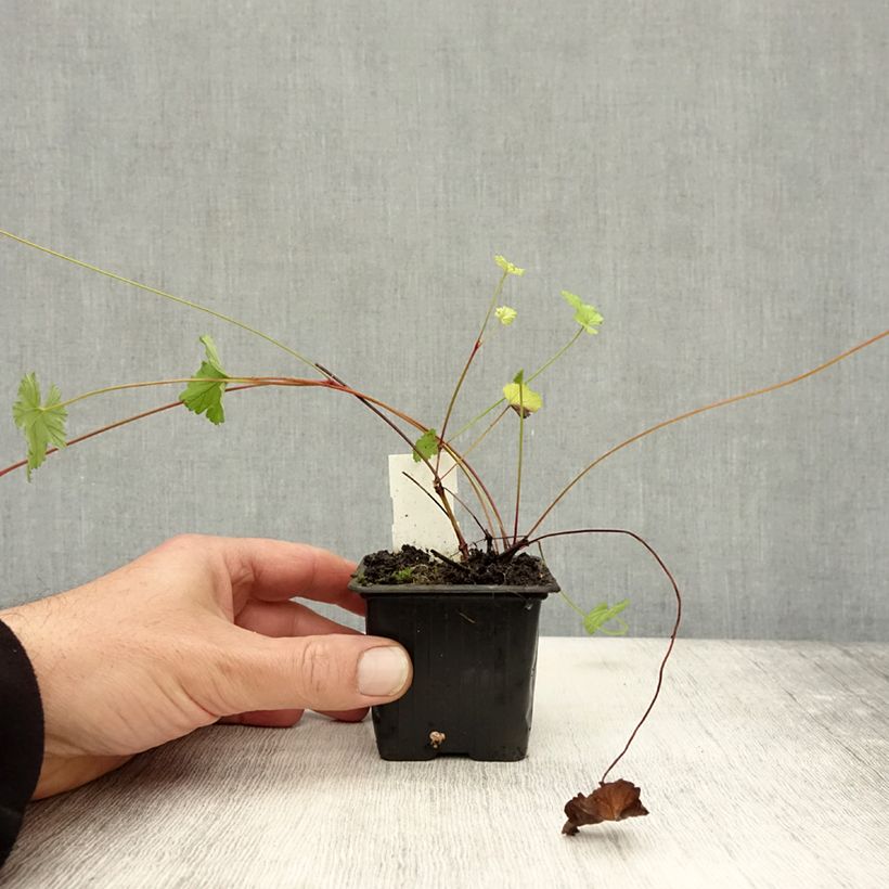Spécimen de Pelargonium grossularioides - Pélargonium botanique Godet de 8/9 cm tel que livré en automne