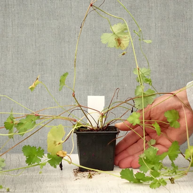 Spécimen de Pelargonium grossularioides - Pélargonium botanique Godet de 8/9 cm tel que livré en été