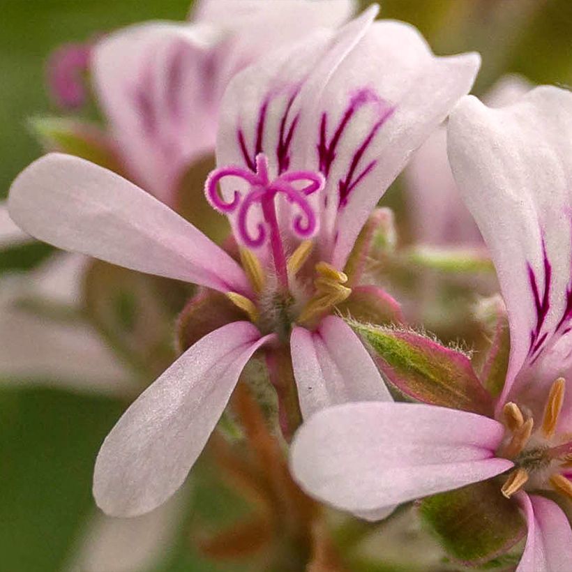 Pelargonium odorant Candy Dancer - Géranium parfum rose citronnée (Floraison)