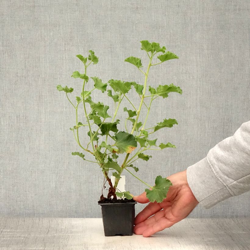 Spécimen de Pelargonium odorant Cola Bottles - Géranium parfum Coca Cola Godet de 8/9 cm tel que livré en été