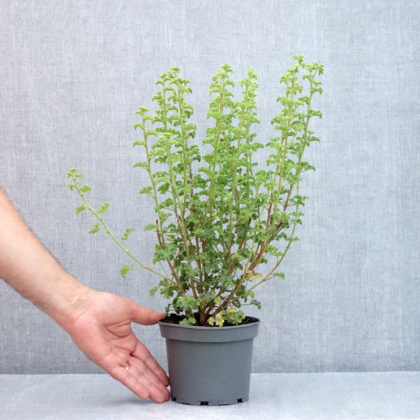 Spécimen de Pelargonium odorant crispum Minor - Géranium parfum citron Pot de 1,5L/2L tel que livré en été