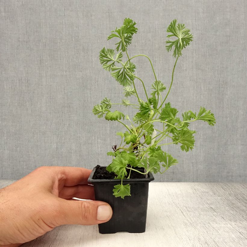 Spécimen de Pelargonium odorant Deerwood Lavender - Géranium parfum lavande Godet de 8/9 cm tel que livré en été