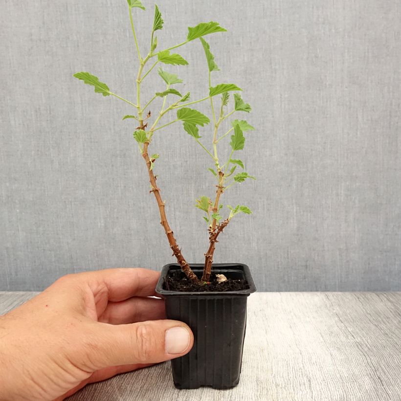 Spécimen de Pélargonium odorant Lemon fancy - Géranium d'odeur au puissant parfum de citronelle. Godet de 7/8 cm tel que livré en été