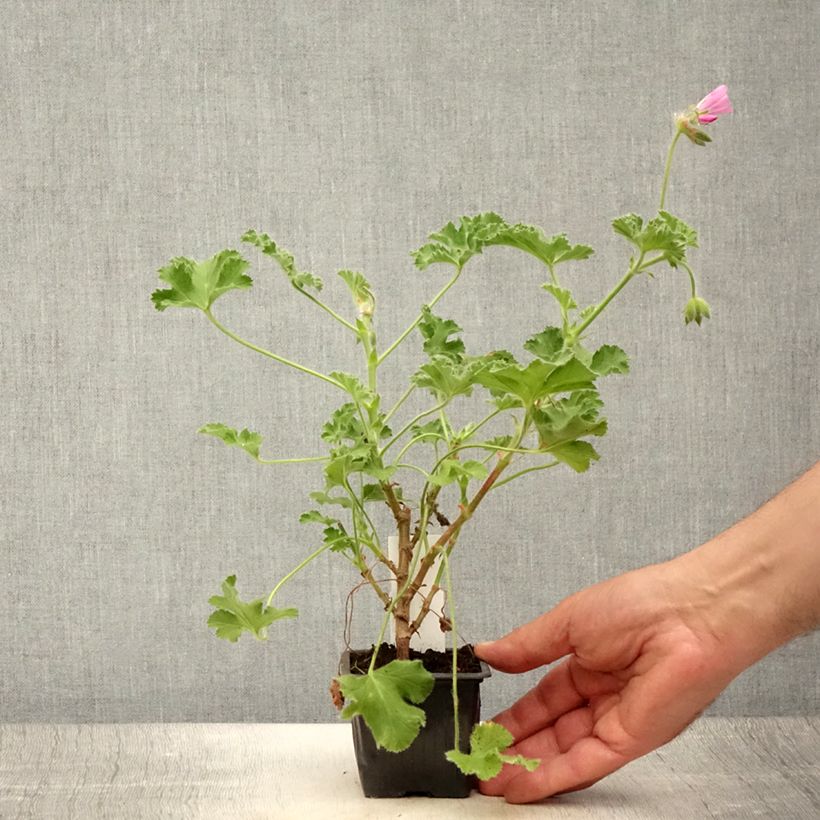 Spécimen de Pelargonium odorant Pink Capricorn - Géranium parfum rose coriandre Godet de 8/9 cm tel que livré en été