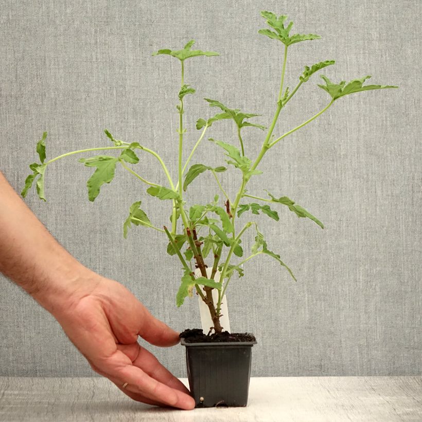 Spécimen de Pelargonium odorant Robert's Lemon Rose - Géranium parfum rose épicée  Godet de 8/9 cm tel que livré en été
