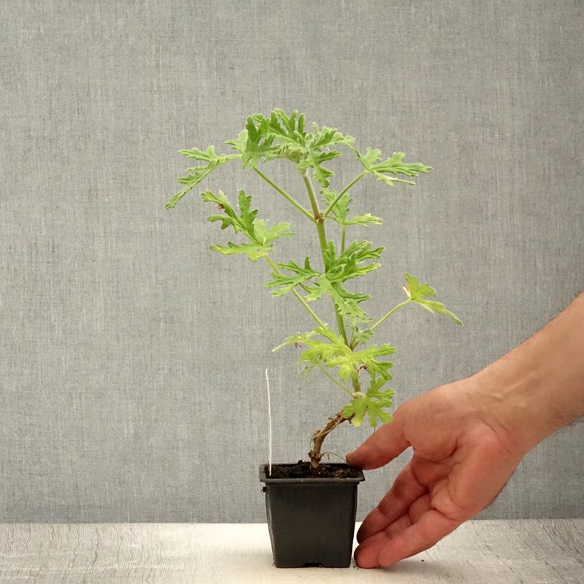 Spécimen de Pelargonium odorant White Graveolens - Géranium à forte odeur Godet de 8/9 cm tel que livré en été