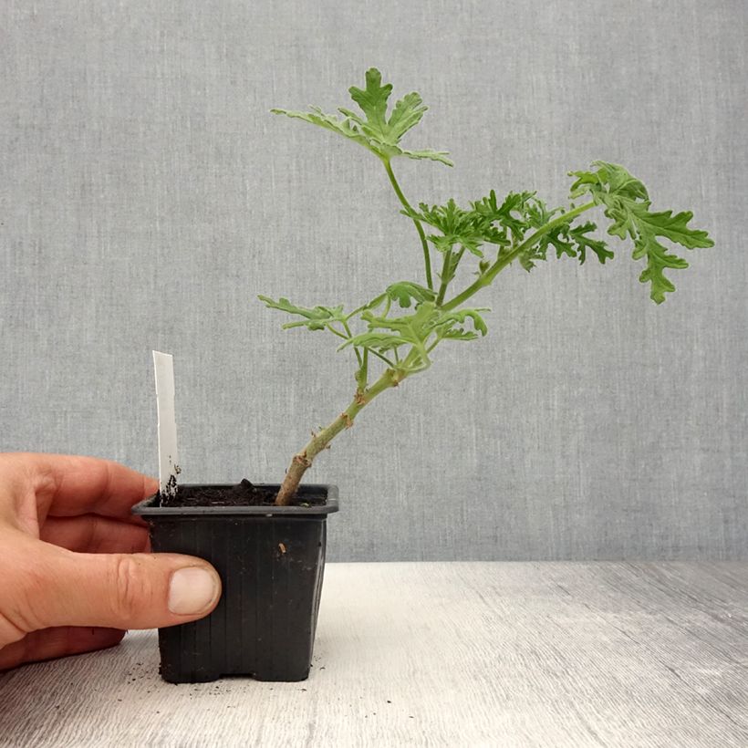 Spécimen de Pelargonium odorant White Graveolens - Géranium à forte odeur - Godet de 8/9 cm tel que livré au printemps