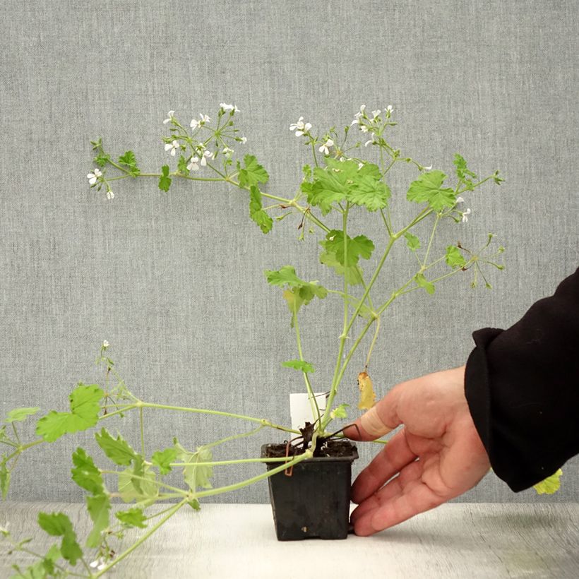 Spécimen de Pelargonium odoratissimum - Géranium botanique parfum pomme Godet de 8/9 cm tel que livré en été