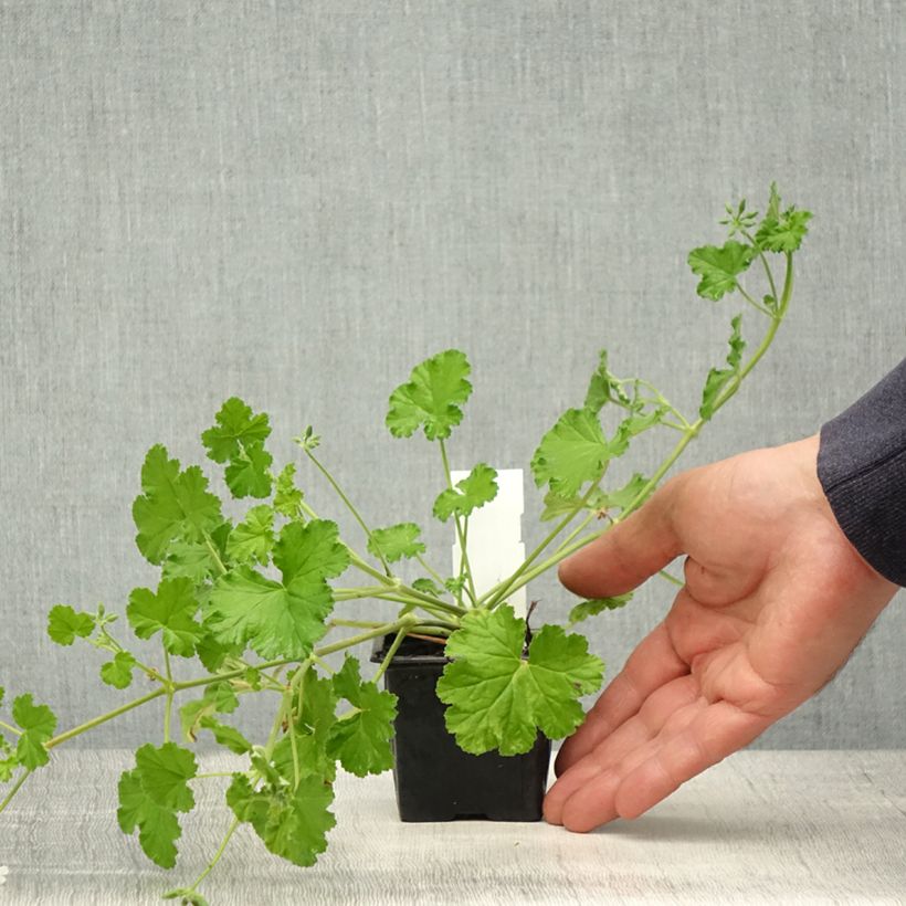 Spécimen de Pelargonium odoratissimum - Géranium botanique parfum pomme - Godet de 8/9 cm tel que livré au printemps