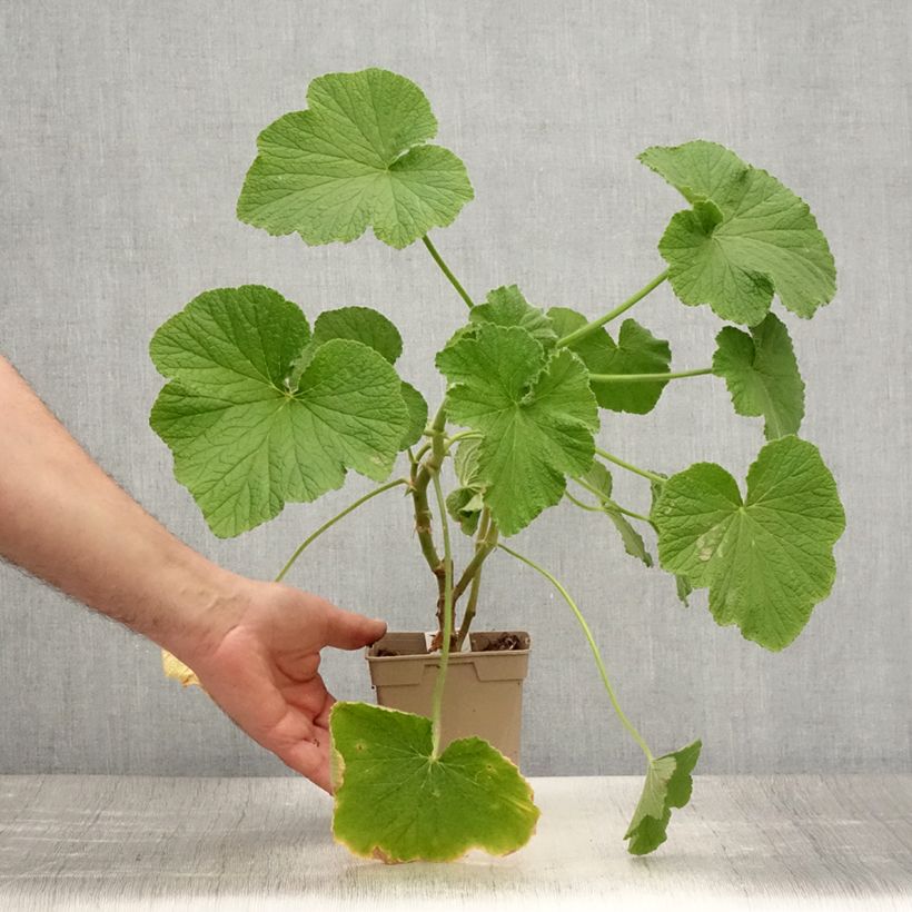 Spécimen de Pelargonium papilionaceum - Géranium botanique au parfum de citron Pot de 1L/1,5L tel que livré en été