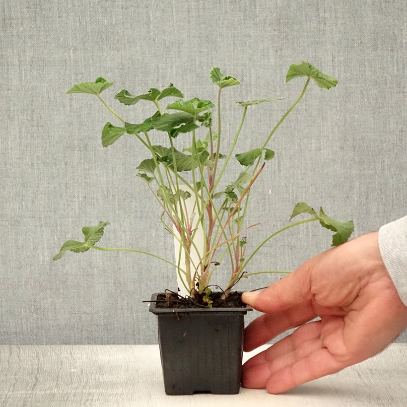 Spécimen de Pelargonium reiniforme x sidoides - Géranium hybride Godet de 8/9 cm tel que livré en été