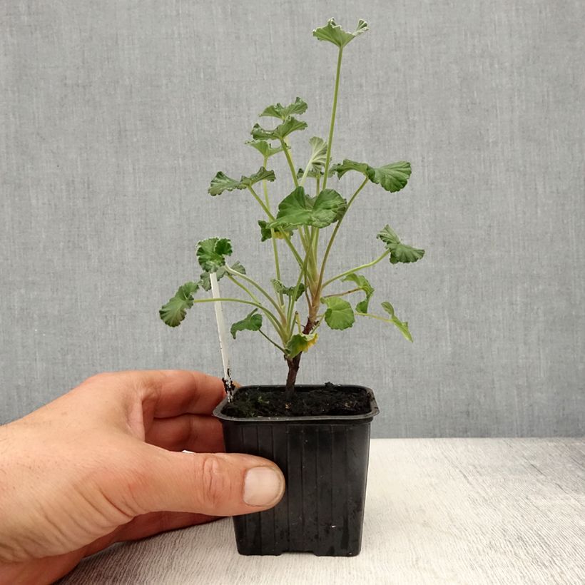 Spécimen de Pelargonium reiniforme x sidoides - Géranium hybride - Godet de 8/9 cm tel que livré au printemps