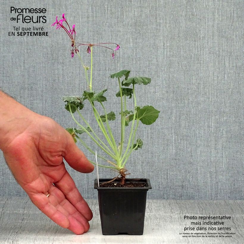 Spécimen de Pelargonium reniforme - Géranium botanique tel que livré en automne