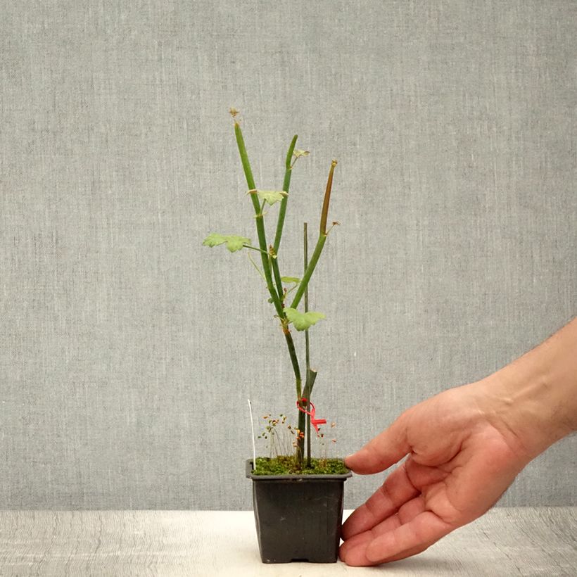 Spécimen de Pelargonium tetragonum - Géranium botanique Godet de 8/9 cm tel que livré en été