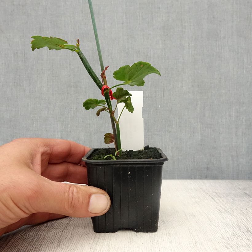 Spécimen de Pelargonium tetragonum - Géranium botanique - Godet de 8/9 cm tel que livré au printemps