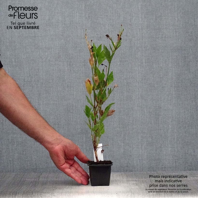Spécimen de Pelargonium tricuspidatum - Géranium botanique tel que livré en automne