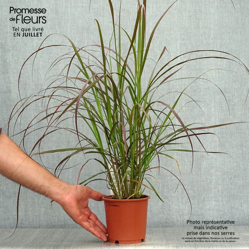 Example of Pennisetum x advena Rubrum - Herbe aux écouvillons pourpres as you get in ete