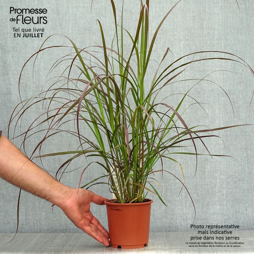 Spécimen de Pennisetum x advena Rubrum - Herbe aux écouvillons pourpres Pot de 1L/1,5L tel que livré en été