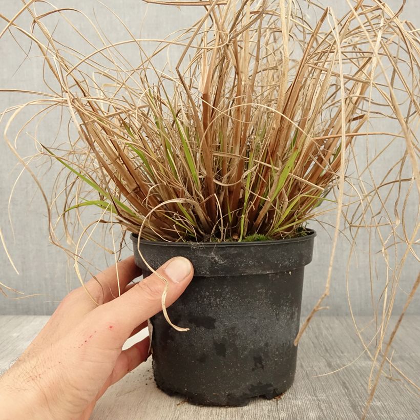 Spécimen de Pennisetum alopecuroides Cassian - Herbe aux écouvillons en pot de 2L/3L tel que livré au printemps