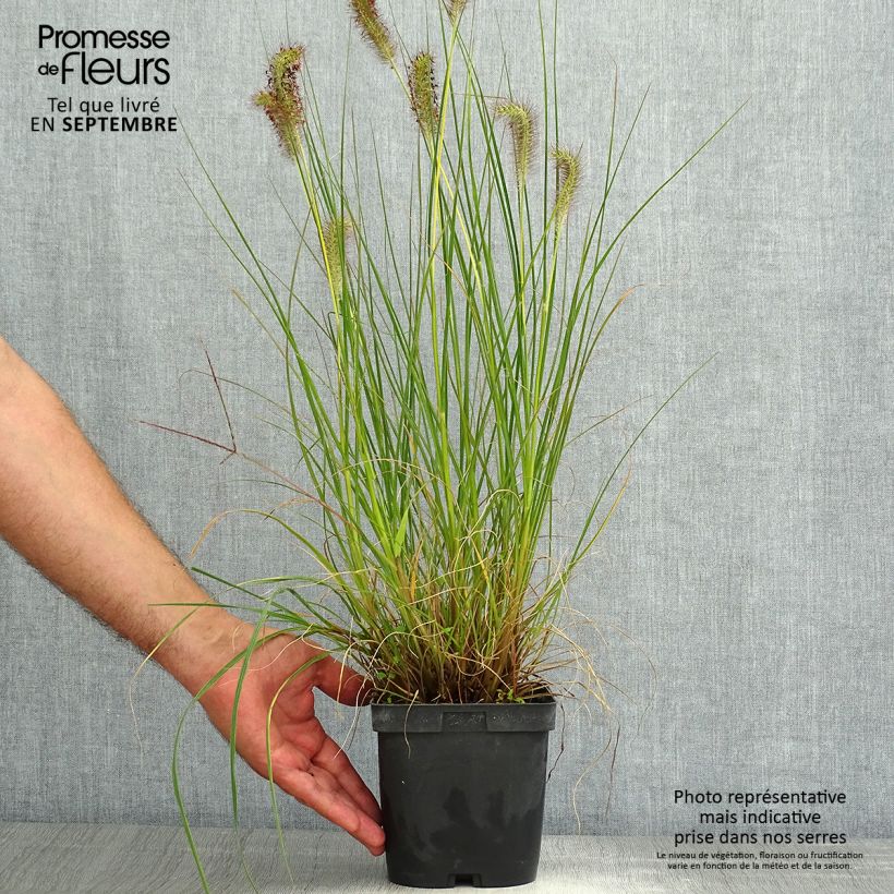 Spécimen de Pennisetum alopecuroides Gelbstiel - Herbe aux écouvillons  Pot de 2L/3L tel que livré en été