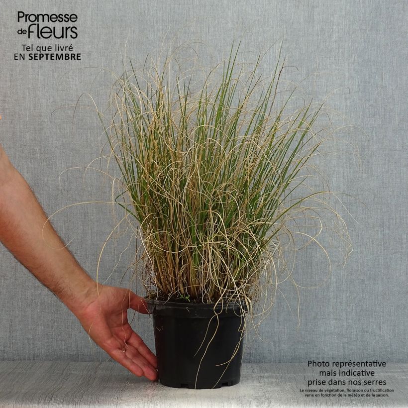Spécimen de Pennisetum alopecuroides Hameln - Herbe aux écouvillons Pot de 3L/4L tel que livré en été