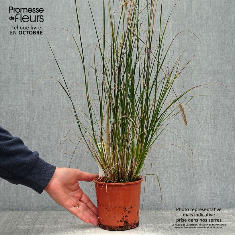 Spécimen de Pennisetum alopecuroides Hameln - Herbe aux écouvillons Pot de 1L/1,5L tel que livré en automne