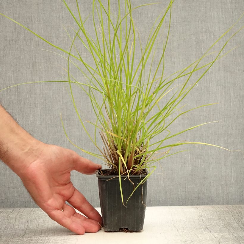 Spécimen de Pennisetum alopecuroides Hameln Gold - Herbe aux écouvillons dorée. Godet de 8/9 cm tel que livré en été