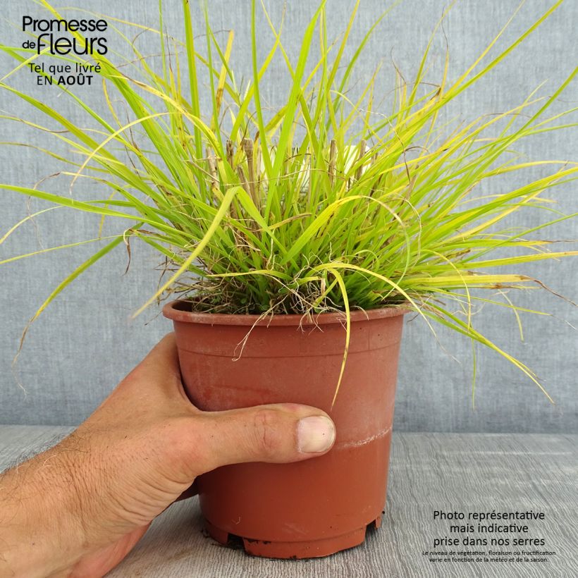 Spécimen de Pennisetum alopecuroides Hameln Gold - Herbe aux écouvillons dorée. tel que livré en ete