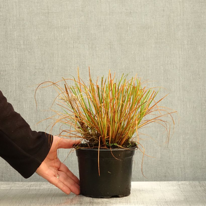 Spécimen de Pennisetum alopecuroides Hameln - Herbe aux écouvillons Pot de 2L/3L tel que livré en automne