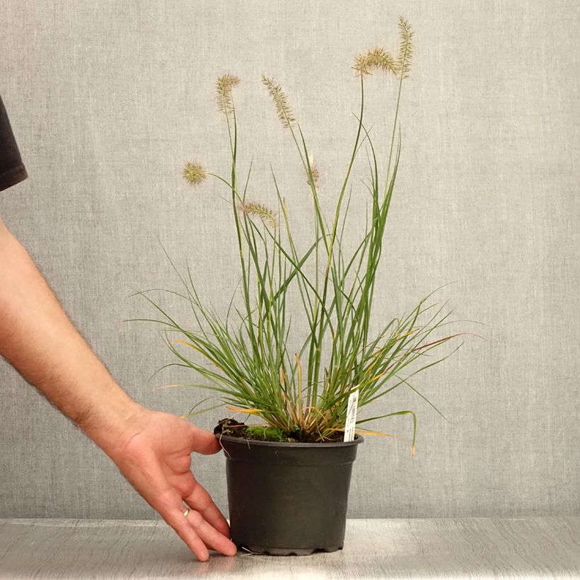 Spécimen de Pennisetum alopecuroides Hameln - Herbe aux écouvillons Pot de 2L/3L tel que livré en été