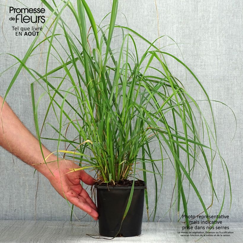 Spécimen de Pennisetum alopecuroïdes Japonicum - Herbe aux écouvillons Pot de 2L/3L tel que livré en été
