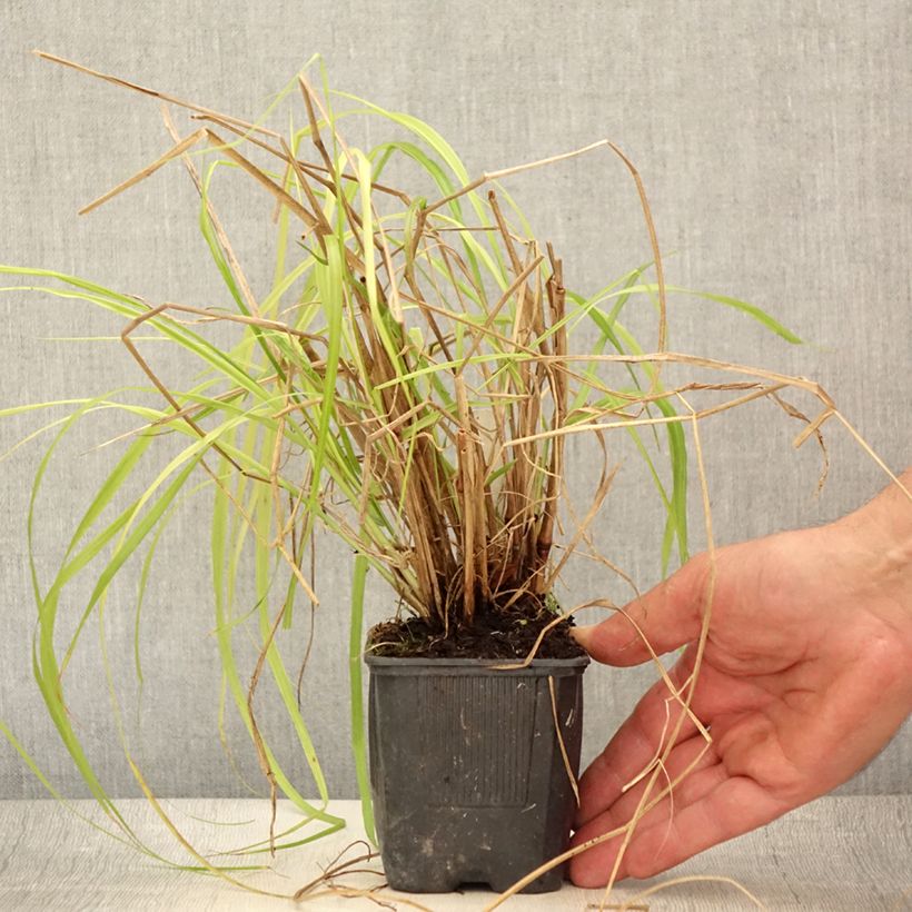 Spécimen de Pennisetum alopecuroides Lepage Gold - Herbe aux écouvillons Godet de 8/9 cm tel que livré en été