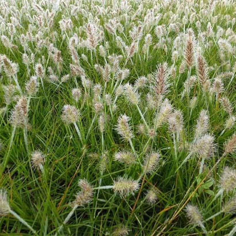 Pennisetum alopecuroides Little Bunny - Herbe aux écouvillons (Floraison)