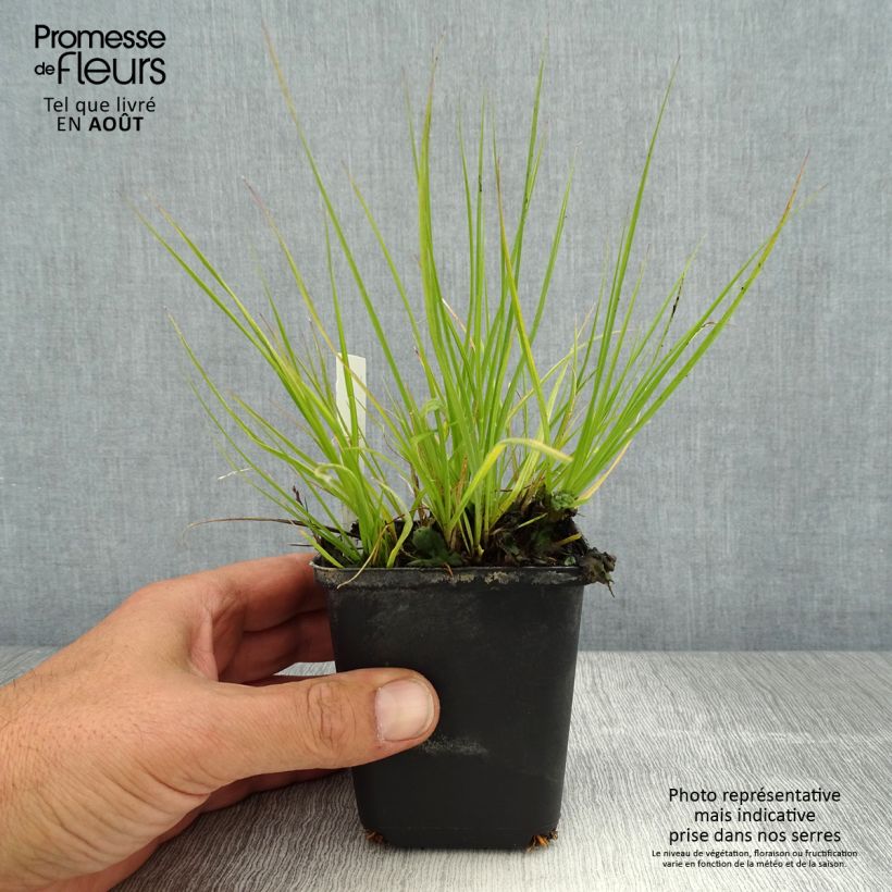Spécimen de Pennisetum alopecuroides Lumen Gold - Herbe aux écouvillons Godet de 8/9 cm tel que livré en été